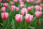 DP3M0493