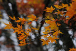 Japan 2010 D5 #029