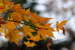 Japan 2010 D5 #030