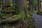 Japan 2010 D5 #045