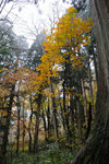 Japan 2010 D5 #049