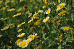 Kadoorie Farm #002