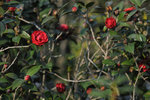 Kadoorie Farm #009