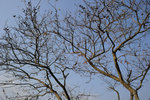 Kadoorie Farm #011
