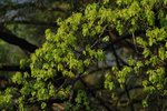Kadoorie Farm #015