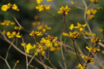Kadoorie Farm #016