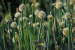 Kadoorie Farm #019
