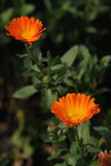 Kadoorie Farm #022