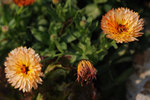 Kadoorie Farm #023