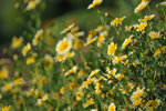 Kadoorie Farm #028