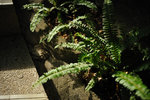 Kowloon Park #003