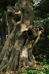 Kowloon Park #006
