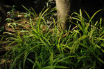 Kowloon Park #012