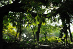 Kowloon Park #020