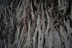 Kowloon Park #024