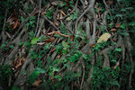 Kowloon Park #027