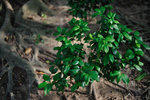 Kowloon Park #028