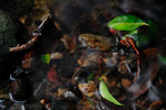 Little Hawaii #018