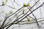 Longji Terrace #022