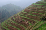 Longji Terrace #042