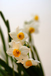 水仙花 #003