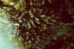 Sabah 2011 Day 1 & 2 #047f