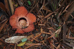 Sabah 2012 Day 3 #025