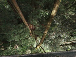 Sabah 2012 Day 3 #036