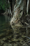 Paper-bark #004