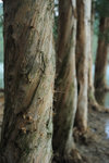Paper-bark #005