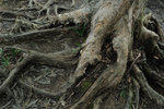 Paper-bark #006