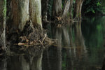 Paper-bark #011