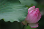 Shing Mun #011