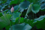 Shing Mun #003