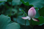 Shing Mun #004