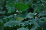 Shing Mun #007