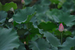Shing Mun #009