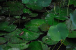 Shing Mun #013