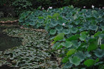 Shing Mun #014