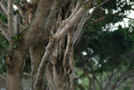 2009-12-22 Wanchai #007