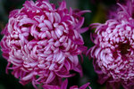 DSCF0798
