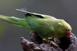 IMG_4430