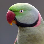 IMG_4452