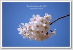 05 DSC_3117 G