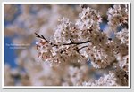 10b DSC_3124 G