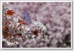 15 DSC_3230