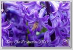 DSD_0201 GG2