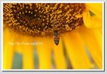 DSD_0360 GGG