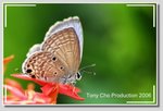 曲紋紫灰蝶
Chilades pandava 
DSC_3487 CSR