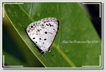 鈕灰蝶
Acytolepis puspa DSC_3655 GGGC